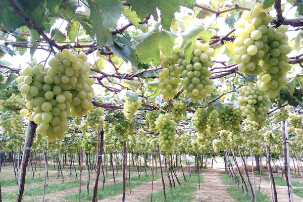 Đặc sản ở Phan Rang Nho v&agrave; gốm